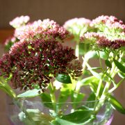 IMG_8555
